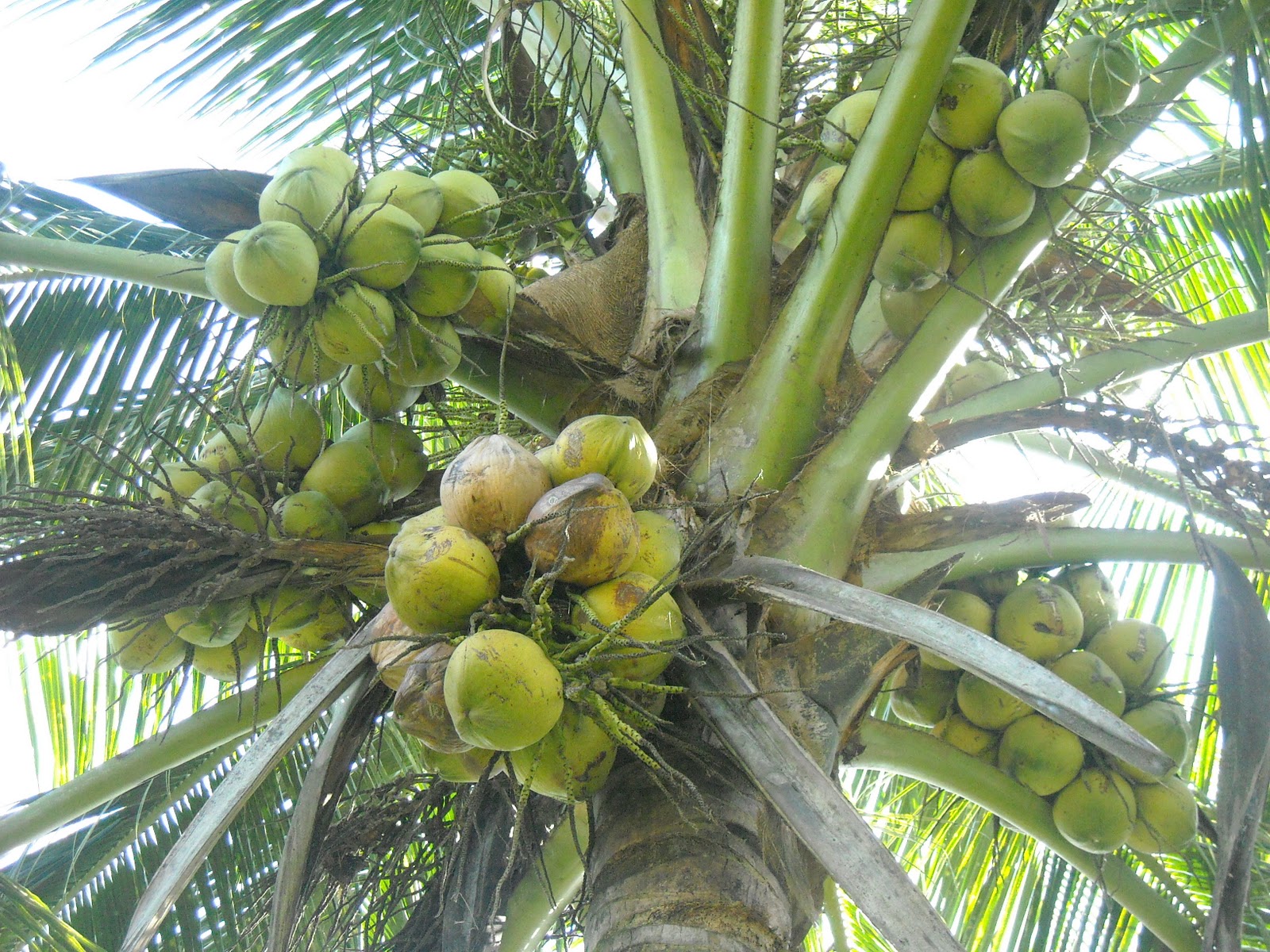 pembekal benih kelapa  matag