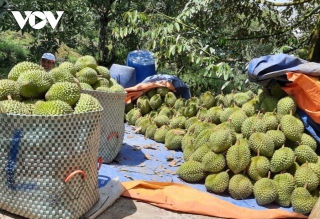 Giá sầu riêng dù giảm nhưng nhà vườn vẫn có lãi - Ảnh 1.