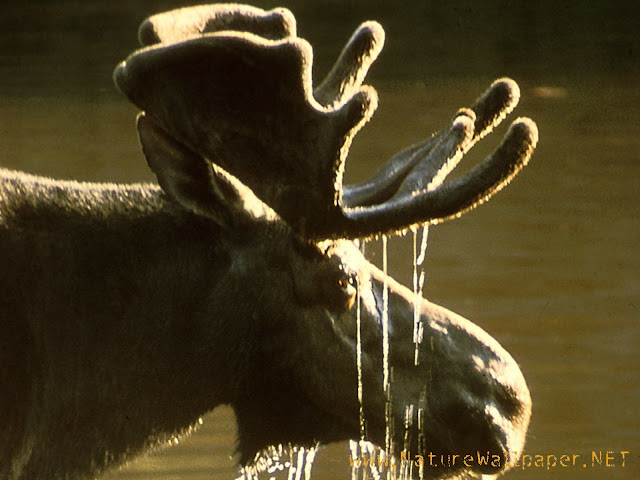 Moose animal wallpaper