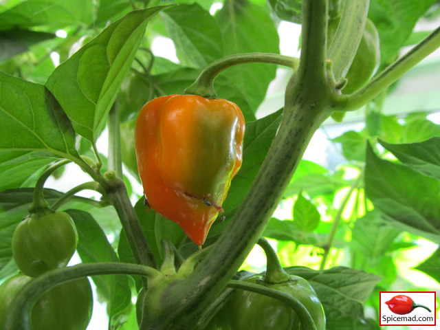 Caribbean Red Habanero - 26th August 2013