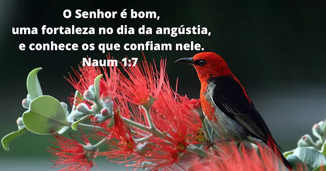 24 Versículos da Bíblia sobre o Bem