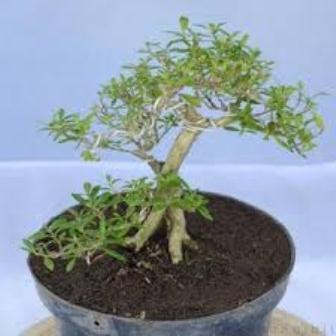 tips mempercantik bonsai