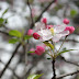 Crabapple Flowers Pictures