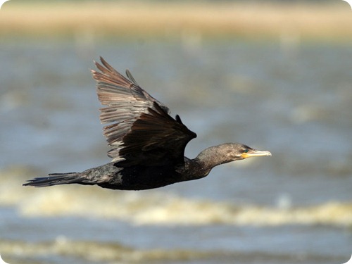 biguá_(carlos_del_águila)