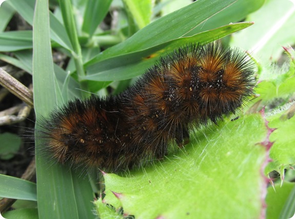 Salt Marsh Caterpillar - Cinnamon (2)