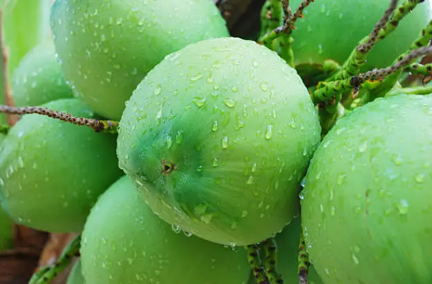 Buah kelapa Buah kelapa
