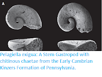 https://sciencythoughts.blogspot.com/2020/06/pelagiella-exigua-stem-gastropod-with.html