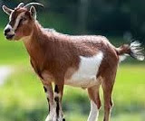 write an essay about goat