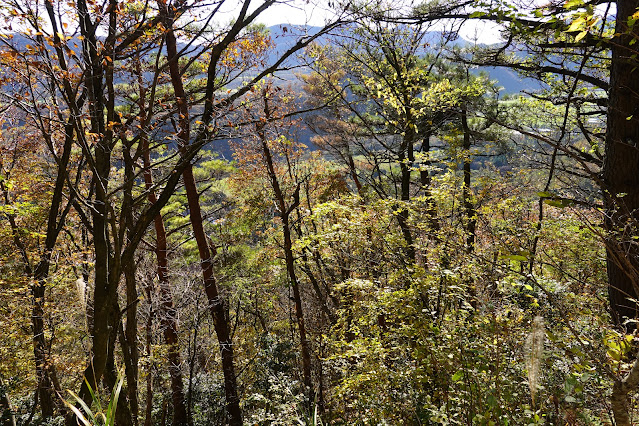 鳥取県西伯郡大山町豊房 ツバヌキ山登山道からの眺望