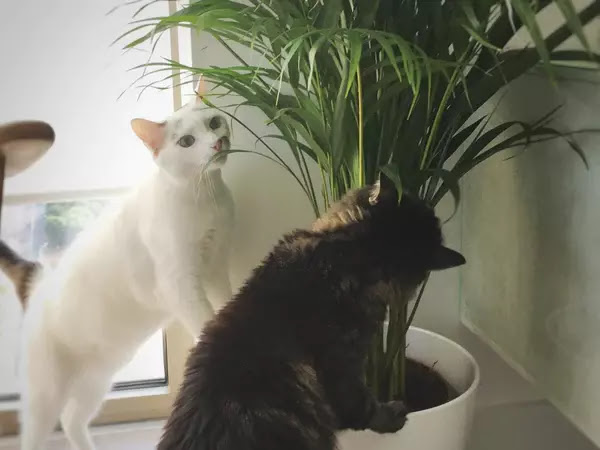 Areca Palm and cats