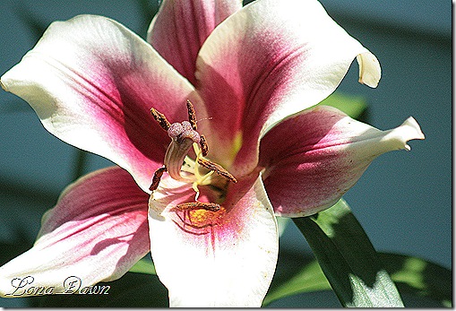 Lily_GardenPleasure