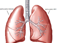 Ini Cara Ampuh Hilangkan Nikotin dan TAR di Paru-Paru 