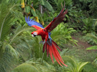 Bird Macaw