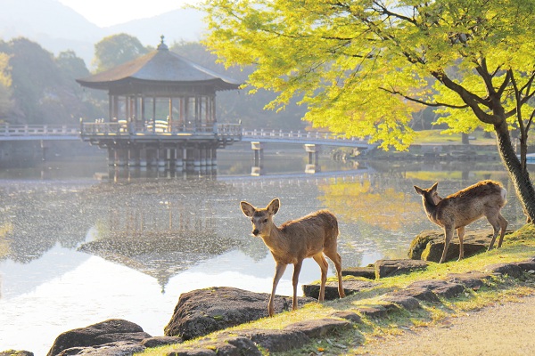 Nara Park - Paket Tour 5H3M Osaka Monogatari 04 Dec 2018 - Salika Tour Malang