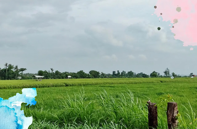 pemandangan sawah situbondo