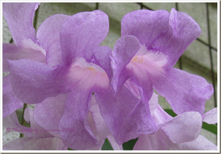 12-11-garlic-vine5