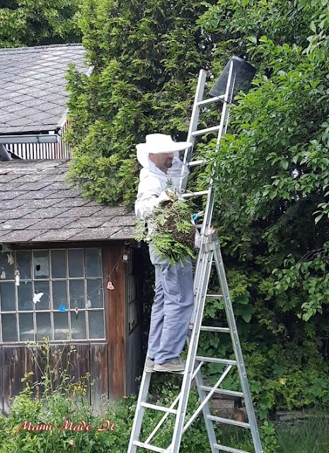 Bienenernte - Bee Harvest