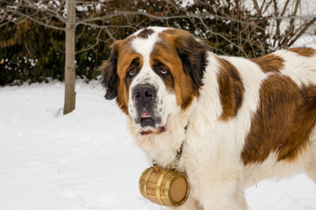 St. Bernard