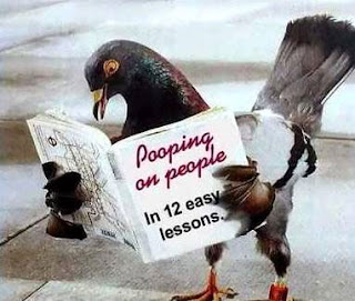 Funny Pigeons hd New Nice Wallpapers 2013