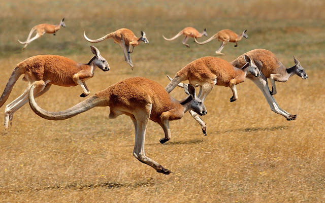 Kangaroo Wallpapers