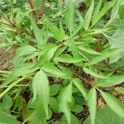 당귀잎