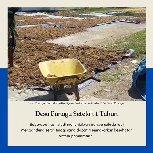 Desa Punaga Penghasil Ulva