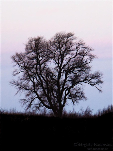 poppel_20120119_sky