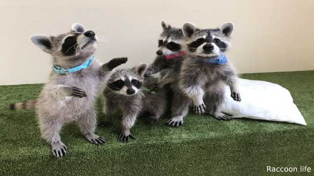 Raccoons as Pets - Keeping and Caring in your Home
