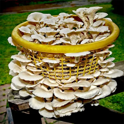 Mushroom Supplier Company in Pune