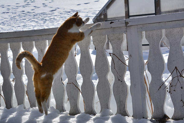 pus katt kattepus pusekatt