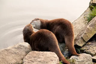 A pair of otters.