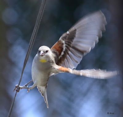 Yellow-throated Sparrow