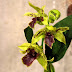 Orchid Dendrobium Andree Millar