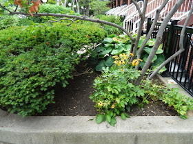 Garden District Toronto Downtown Cleanup After by Paul Jung--a Toronto Organic Gardener