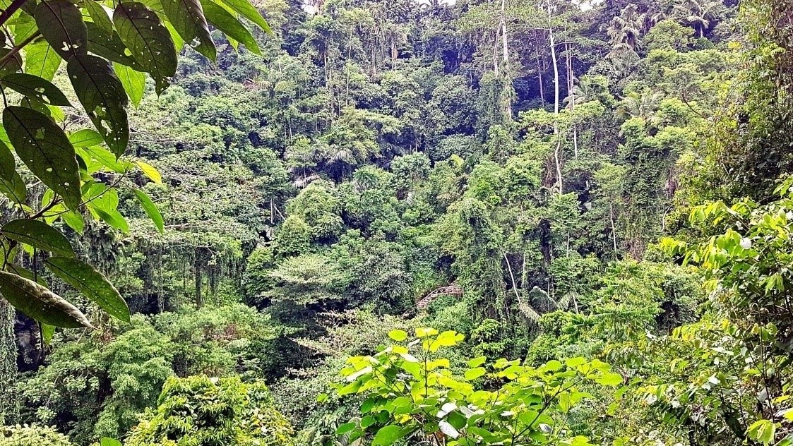 lush green forest around Tinago Falls Iligan