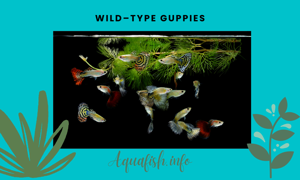 Wild–Type Guppies
