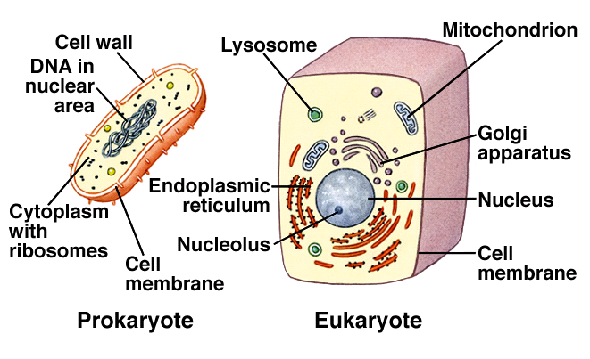struktur dan fungsi organel sel tumbuhan & hewan lengkap dengan contohnya