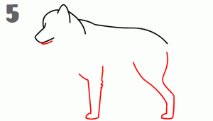 طريقة رسم الذئب في خطوات رسم سهلة