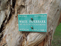 White paperbark tree close up - Ho'omaluhia Botanical Garden, Kaneohe, HI