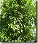 DSCN7262