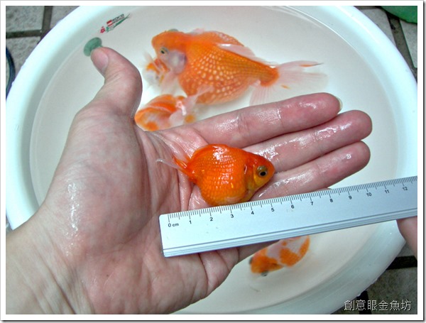 創意眼金魚坊 專營精緻金魚 特殊金魚 買金魚 找金魚 賣金魚請來專業金魚水族館 金魚專賣店 金魚專門店 歡迎有開店時間現場參觀 金魚尺寸規格說明