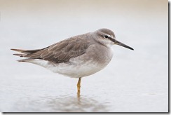 Grey-tailed Tattler