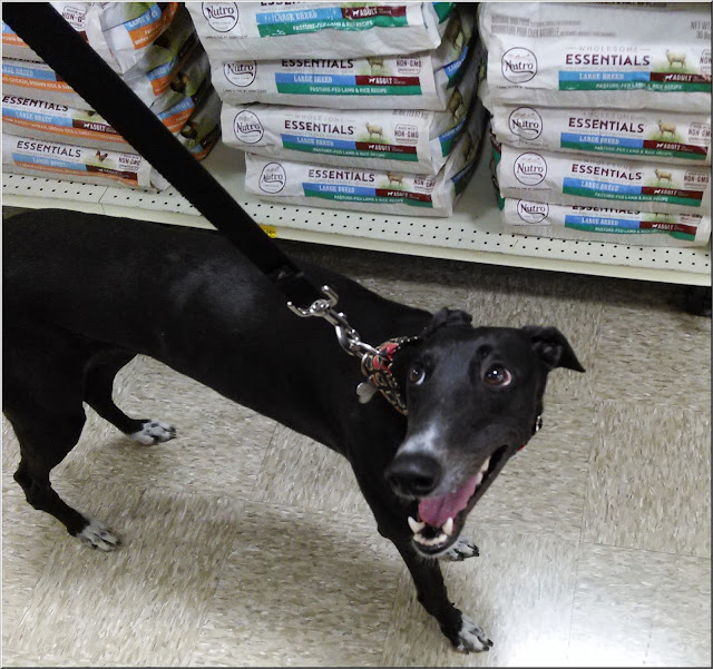 Dusty shopping at PetSmart