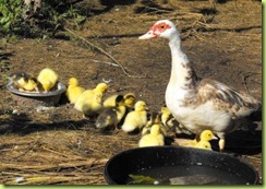 little ducks 6 for web