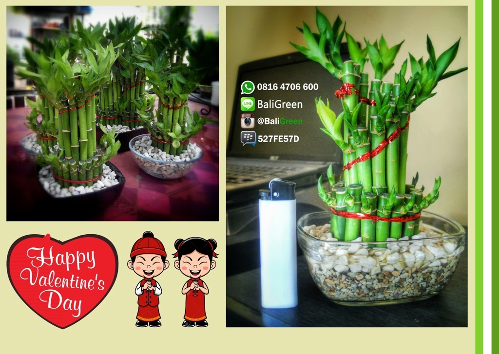 PUTRA GARDEN BALI Promo Bambu Hoki Lucky Bamboo Untuk 