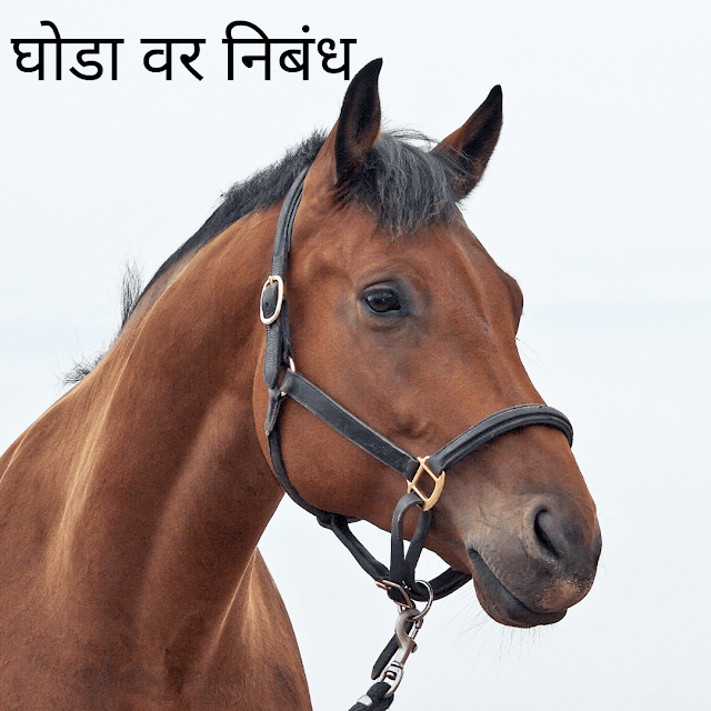 10 ओळींचा घोडा वर निबंध | 10 lines on horse in marathi