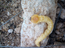 Larva de Gusano Cabezudo, en soluciones en el cultivo ecológico del almendro. Juan Paco Marsila