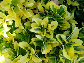 Fotos, vídeo y descripción del evónimo (Euonymus japonicus)