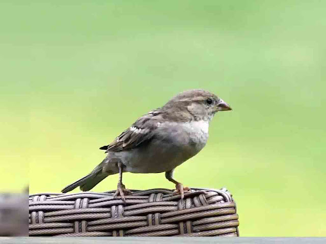 विश्व गौरैया दिवस कब और क्यों मनाया जाता है |World Sparrow Day