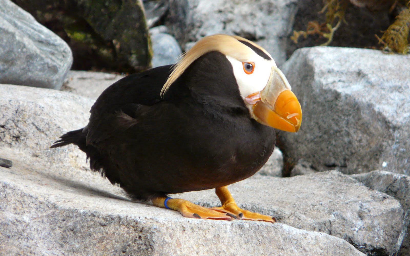 Tufted Puffin Wallpapers